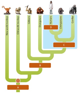 Answer the questions using the accompanying figure depicting the phylogenetic tree for human evolution. Match each letter of the figure to the taxonomic group with which it corresponds.     Figure 24.2B ( questions 82-85)