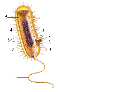     Figure 26.1   Answer the question using the accompanying figure. Which type of cell is represented in this figure? ​ A) a Gram-positive bacterium B) a Gram-negative bacterium C) either a Gram-positive or a Gram-negative bacterium D) an archaeal cell E) any prokaryotic cell