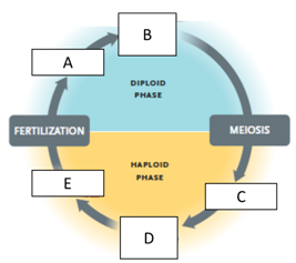 Answer the questions using the accompanying figure. Examine the overview of alternation of generations in plants. Match each letter with the part of the plant life cycle it represents.    Figure 28.1 