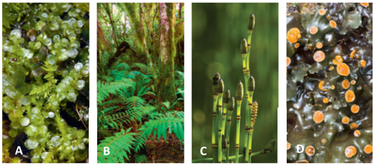Answer the questions using the accompanying figure. Examine the images of seedless plants and match each letter to the appropriate name.     Figure 28.2 