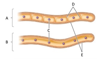 Answer the questions using the accompanying figure. Examine the fungal hyphae structures. Match each letter with the form or part represents.     Figure 30.1