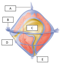 Examine the parts of a trochophore larva. Match each letter with the structure it represents.    Figure 31.1