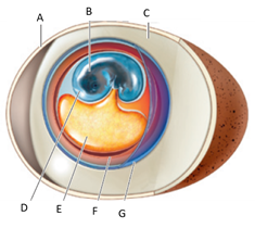 Answer the questions using the accompanying fi gure. Match the structures in the amniote egg with the correct term.      Figure 32.23