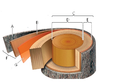    Figure 33.4  Answer the questions using the accompanying figure. Match each labeled structure in the diagram with the appropriate term. 