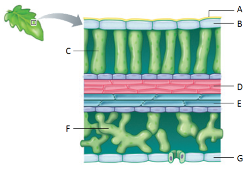 Examine the following figure. Match each letter of the figure with the appropriate structure.      Figure 34.8 A