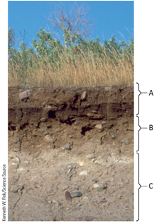 Examine the following figure. Match each letter of the figure with the appropriate soil layer     Figure 35.4 Soil horizons in a grassland.