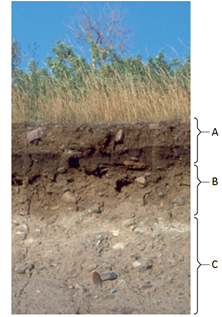 Examine the following figure. Match each letter of the figure with the appropriate soil layer     Figure 35.4 Soil horizons in a grassland.