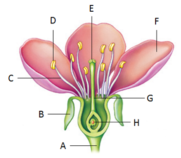  Examine the following figure. Match each letter of the figure with the appropriate structure.  