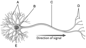    Figure 38.1  Answer the question using the accompanying figure. Identify the components of a neuron.