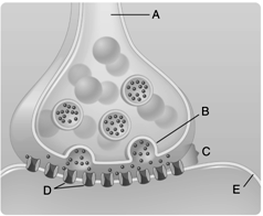   Figure 39.2  Answer the questions using the accompanying figure. Identify the structures at a synapse.