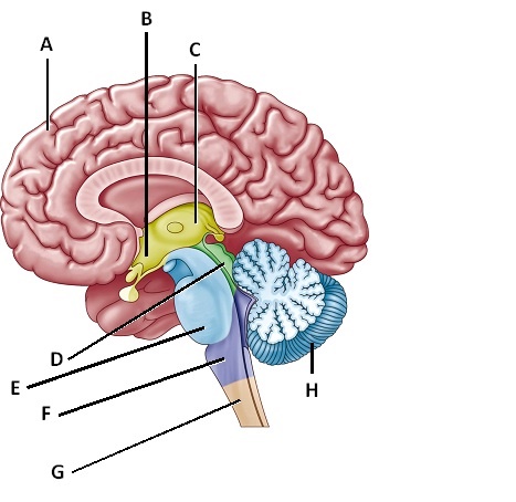     Figure 40.2  Answer the questions with the accompanying figure. Identify the adult brain regions.