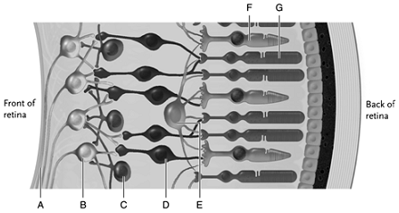 Identify each numbered cell in the human eye shown in the figure below.  