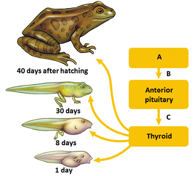    FIGURE 42.1 A. A B. B C. C Answer the question using the accompanying figure. During metamorphosis of a tadpole, TSH is active at ____. ​ A)   A B) ​B C) ​C D) B and C E) A, B, and C