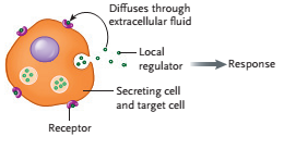     Figure 42.2 Answer the question using the accompanying figure. This figure illustrates ____ signaling. A) classical endocrine B) exocrine C) autocrine D) Paracrine E) neuroendocrine