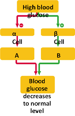        Figure 42.3 A. A B. B C. C D. D Answer the question using the accompanying figure. In the box labeled 'A', ____ levels ____. A) insulin; decrease B) insulin; increase C) glucagon; decrease D) glucagon; increase E) glycogen; decrease