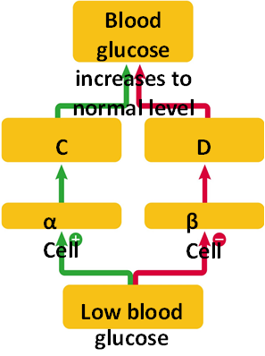        Figure 42.3 A. A B. B C. C D. D Answer the question using the accompanying figure. In the box labeled 'A', ____ levels ____. A) insulin; decrease B) insulin; increase C) glucagon; decrease D) glucagon; increase E) glycogen; decrease