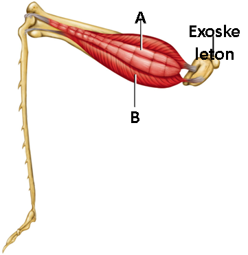   Figure 43.1 A. A B. B  Answer the question using the accompanying figure. The muscle indicated by the letter 'A' is a(n) ____ muscle. ​ A) flexor B) agonist C) depressor D) antagonist E) extensor