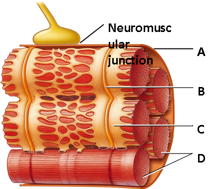     Figure 43.2 A. A B. B C. C D. D Answer the question using the accompanying figure. The structure labeled  B  forms at the ____. A) junctions of A bands and I bands B) H zone C) junctions of A bands and H zones D) M line E) junctions of I bands and M lines