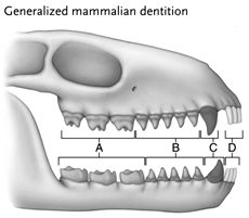    Figure 47.2  Answer the questions using the accompanying figure. Label each tooth type in the diagram. 