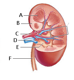     Figure 47.1  Answer the questions using the accompanying figure. Use the following terms to label the diagram of a kidney. Not all choices will be used.