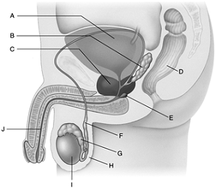 Identify each labeled part of the following illustration.  
