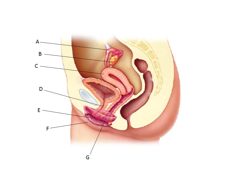 Identify each labeled part of the following illustration.  