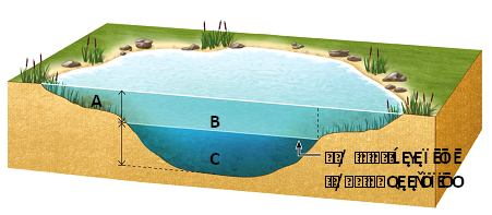   Answer the question using the accompanying figure. Which lake zone(s) support(s) detritivores and decomposers, but not photosynthesizers? A) A only B) B only C) C only D) A and B E) B and C