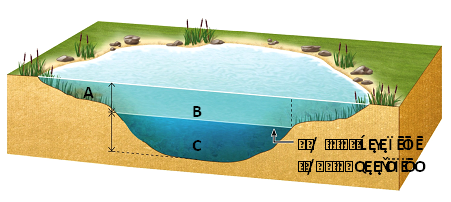   Answer the question using the accompanying figure. Which letter(s) represent(s) the limnetic zone? ​ A) A only B) B only C) C only D) A and B E) B and C