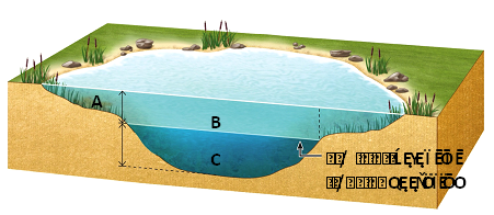   Answer the question using the accompanying figure. Which letter represents the littoral zone? A) A only B) B only C) C only D) A and B E) B and C