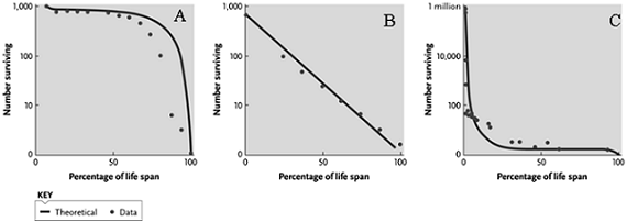   Answer the question using the accompanying figure. A species with a relatively constant rate of mortality in all age classes would most likely exhibit which survivorship curve? A) Type I, which is graph A B) Type II, which is graph B C) Type I, which is graph C D) Type III, which is graph C E) Type III, which is graph A