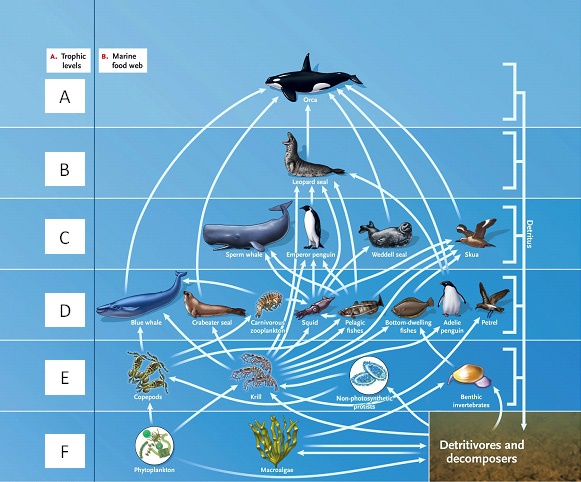 LABELING  Answer the question using the accompanying figure. Match the correct trophic level in the food web to the appropriate feeding relationship.     Figure 53.1