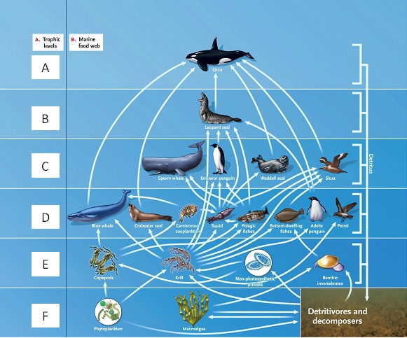 LABELING  Answer the question using the accompanying figure. Match the correct trophic level in the food web to the appropriate feeding relationship.     Figure 53.1