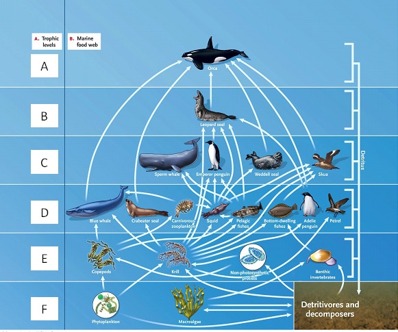 LABELING  Answer the question using the accompanying figure. Match the correct trophic level in the food web to the appropriate feeding relationship.     Figure 53.1