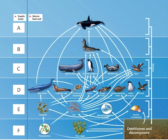 LABELING  Answer the question using the accompanying figure. Match the correct trophic level in the food web to the appropriate feeding relationship.     Figure 53.1
