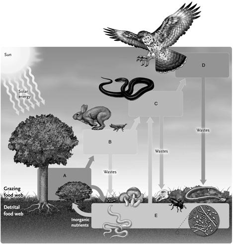 Labeling  Answer the question using the accompanying figure. Match the appropriate terms with the boxes in the following image.     Figure 54.1