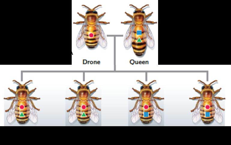     Figure 56.2 . Answer the question using the accompanying figure. The male bee represented by letter A is ____ and the queen bee represented by letter B is ____. ​ A) diploid; triploid B) haploid; triploid ​ C) triploid; diploid ​ D) diploid; haploid ​ E) haploid; diploid ​