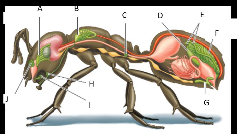 Answer the questions using the accompanying figure. Examine the figure depicting pheromone-producing glands in an ant's body. Match each letter of the figure with the appropriate structure.  