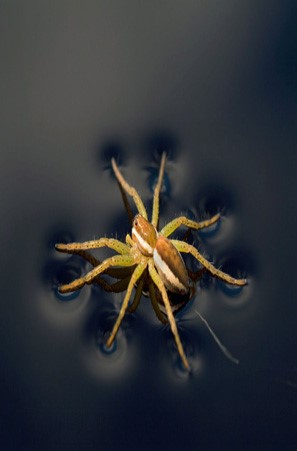   Figure 2.4 The water strider shown in the figure above is able to stand on water because of the ____ of water. A)  covalent bonds B)  surface tension C)  van der Waals forces D)  density E)  hydration layer