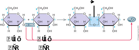   Figure 3.1 The accompanying figure illustrates the synthesis of ____. A)  sucrose B)  maltose C)  lactose D)  cellulose E)  fructose