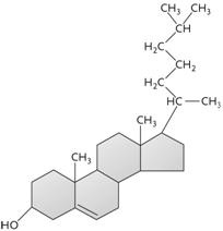   Figure 3.7 The molecule shown above is a(n)  ____. A)  triglyceride B)  amino acid C)  steroid D)  polysaccharide E)  phospholipid