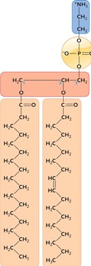   Figure 3.8 The molecule shown above is a(n)  ____. A)  triglyceride B)  amino acid C)  steroid D)  polysaccharide E)  phospholipid