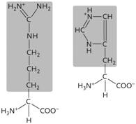   Figure 3.11 (Question 41)  The two amino acids in the accompanying figure both have side chains ( R  groups)  that are ____. A)  acidic and polar B)  uncharged and nonpolar C)  basic and polar D)  acidic and nonpolar E)  uncharged and polar
