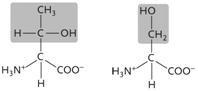   Figure 3.12 The two amino acids in the accompanying figure both have side chains ( R groups)  that are ____. A)  acidic and polar B)  uncharged and nonpolar C)  basic and polar D)  acidic and nonpolar E)  uncharged and polar