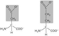   Figure 3.14 The two amino acids depicted above both have side chains ( R groups)  that are ____. A)  acidic and polar B)  uncharged and nonpolar C)  basic and polar D)  acidic and nonpolar E)  uncharged and polar