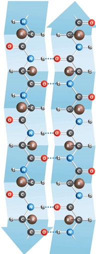   Figure 3.15 The image in the accompanying figure is an example of a(n)  ____. A)  random coil B)  double helix C)  b sheet D)  a helix E)  b polysaccharide