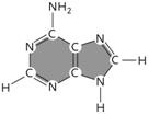   Figure 3.18 The molecule shown above is the purine ____. A)  thymine B)  adenine C)  uracil D)  guanine E)  cytosine