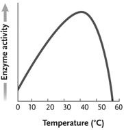   Figure 6.3 In the accompanying figure, why does the curve sharply drop after approximately 45°C instead of mirroring the slope of the line going from 0-40°C? A)  At high temperatures, the reactions proceed so quickly that enzymes are no longer helpful or required. B)  This is true of all catalysts and is not due to any special features of enzymes. C)  The kinetic energy of the reactants is so great that it destabilizes the enzyme and diminishes the enzyme's activity. D)  The kinetic energy of the reactants is lower than that of the products, forcing a change in enzyme activity. E)  The enzyme begins to denature above a certain temperature, eliminating all catalytic activity of the protein.