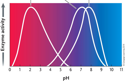   Figure 6.4 Answer the question by using the accompanying graph. The optimal pH for enzyme 2 is ____. A)  2 B)  3 C)  4 D)  7 E)  8
