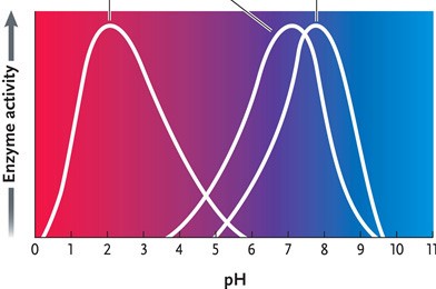   Figure 6.4 Answer the question by using the accompanying graph. If all three enzymes catalyze the same reaction and your experimental conditions require a pH of 8, which enzyme would you choose? A)  enzyme 1 B)  enzyme 2 C)  enzyme 3 D)  either enzyme 2 or 3 E)  both enzymes 2 and 3