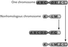 <strong>  Figure 13.3 The change in the chromosomes depicted between the top and the bottom in the accompanying figure represents a(n) ____.</strong> A) inversion B) duplication C) reciprocal translocation D) deletion E) Philadelphia chromosome <div style=padding-top: 35px> 